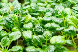 Manipulacion Productos Fitosanitarios